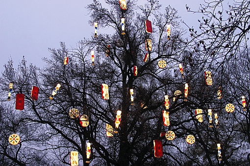 Lebkuchenbaum im Rathauspark