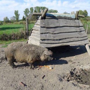 Bad Hévíz / Ungarn · Schweinefarm Zsankó Gazdaság