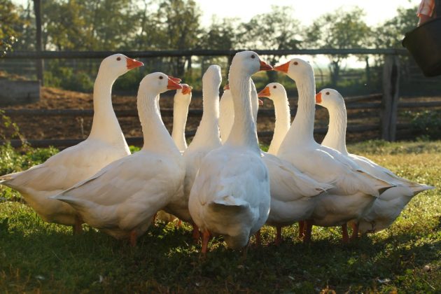 Weidegänse im Südburgenland Weidegänse im Südburgenland