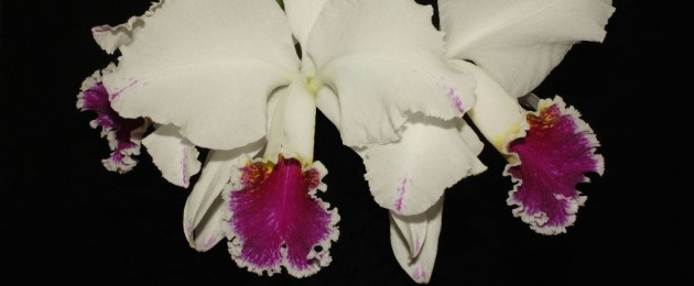 Orchideen- und Tillandsienschau 2014 Hirschstetten
