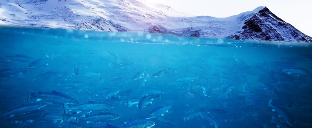 IKEA Fischsortiment jetzt noch nachhaltiger
