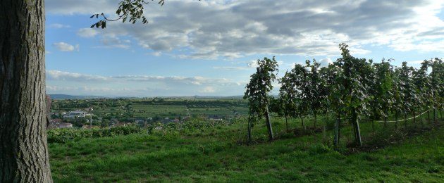 Kamptal Langenlois Weinweg