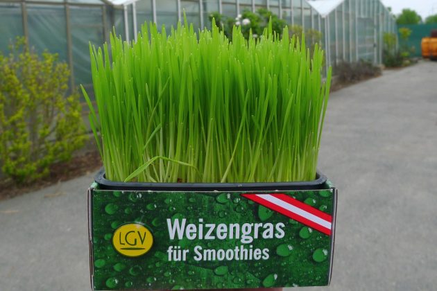Weizengras von den Wiener LGV-Gärtner