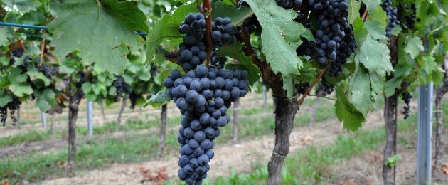 Mittelburgenland DAC Blaufränkisch Reben