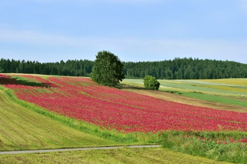 Mohnfeld im Waldviertel