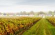 Niederoesterreich Weinherbst Ketzelsdorf