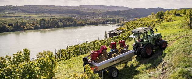 Niederösterreich Weinherbst, Weinlese Stagard / Wachau