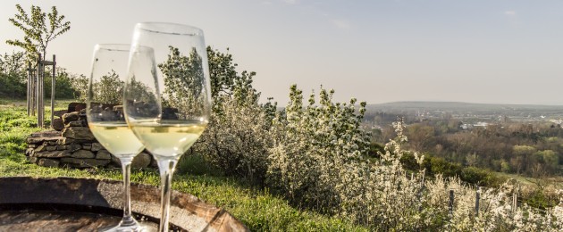 Weinfrühling im Weinland Niederösterreich