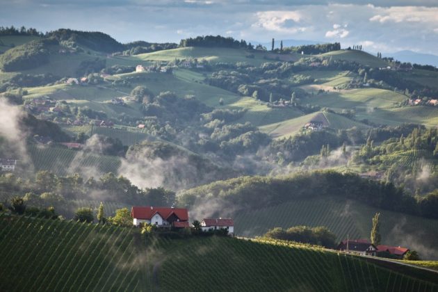 Hügelland in der Südsteiermark im Nebel