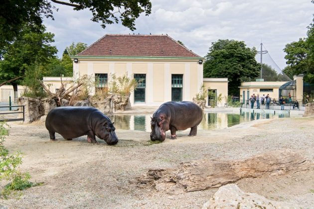 Tiergarten Schönbrunn, Aussenanlage und Becken für die Flusspferde 
