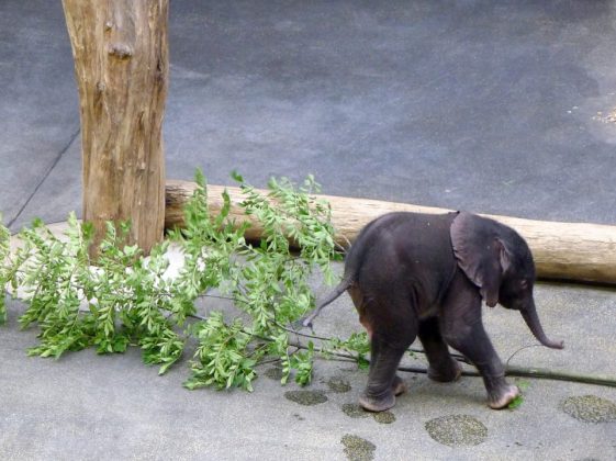 Tiergarten Schönbrunn · Vorstellung (Medientermin) Elefantenbaby 18.4.2019