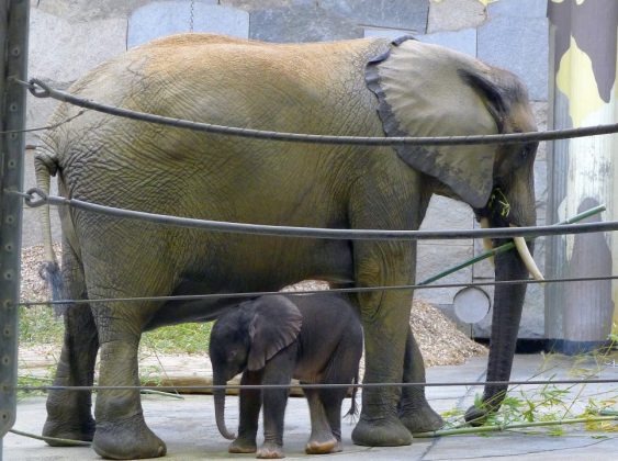 Tiergarten Schönbrunn · Vorstellung (Medientermin) Elefantenbaby mit Mutter 18.4.2019