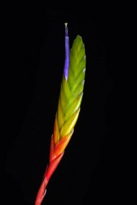Tillandsia-tricolor [MSpeckmaier]