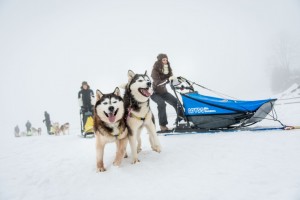 Alaska Feeling mit den Waldviertler Schlittenhunden