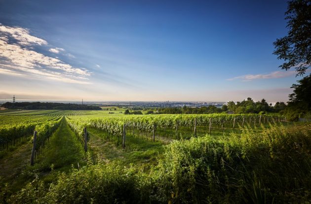 Wiener Erste Lage Falkenberg am Bisamberg