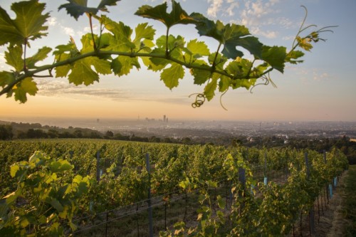 Ausblick von den Wiener Weinbergen