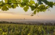 Weingarten am Reisenberg, Wien