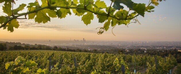 Weingarten am Reisenberg, Wien