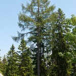 Lärche (larix decidua) im Alleinstand
