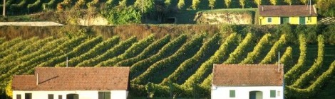 Lössfrühling in der Region Wagram