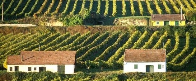 Lössfrühling in der Region Wagram