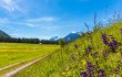 Alpenkräutertage