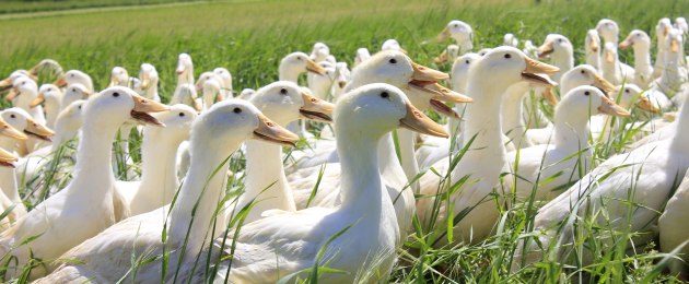 Bio-Enten aus Österreich · Eiermacher GmbH, Kremsmünster