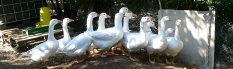 Gänse in Oggau