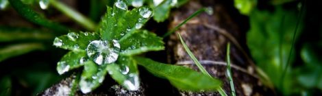 „Grünkraft Steiermark“ Das neue Leitprodukt 2017 in Regeneration & Wellness