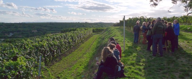 Kamptal Langenlois Weinweg