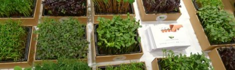 Grand Chef Toni Mörwald & Little Green Farms Microgreens | Der berühmte Chefkoch und die kleine Farm im Herzen der Stadt.