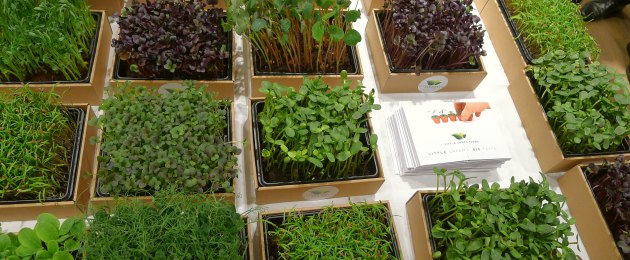 Grand Chef Toni Mörwald & Little Green Farms Microgreens | Der berühmte Chefkoch und die kleine Farm im Herzen der Stadt.