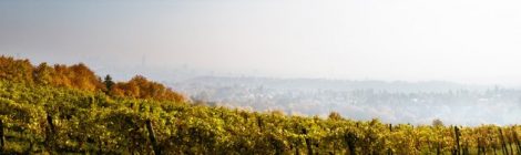 Weingut Mayer am Pfarrplatz, Blick auf Wien