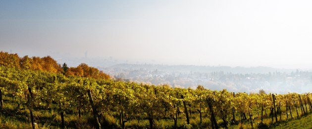 Weingut Mayer am Pfarrplatz, Blick auf Wien
