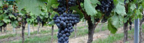 Mittelburgenland DAC Blaufränkisch Reben