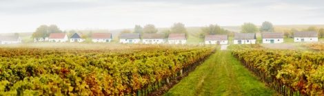 Niederoesterreich Weinherbst Ketzelsdorf
