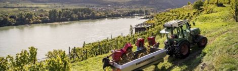 Niederösterreich Weinherbst, Weinlese Stagard / Wachau