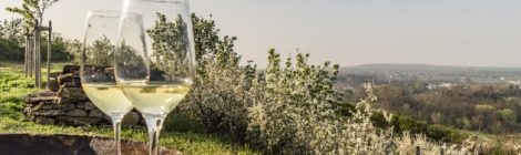 Weinfrühling im Weinland Niederösterreich
