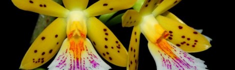 Internationale Orchideen- und Tillandsienschau der Wiener Orchideengesellschaft in den Blumengärten der Stadt Wien in Hirschstetten - Oerstedella