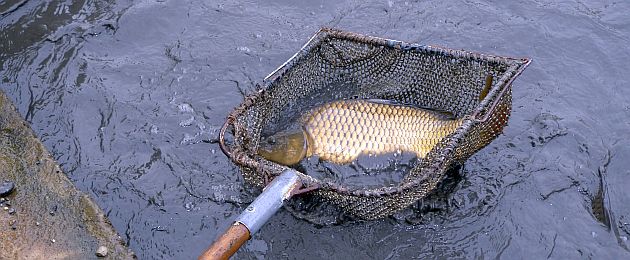 Abfischfest Karpfenteich