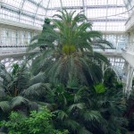 Palmenhaus, Schlosspark Schönbrunn, Innenansicht Mittelpavillon