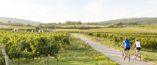 Radeln im Weinherbst Niederösterreich