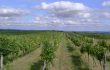 Sektreise nach Poysdorf / Weinviertel / Nö · Riede in Kleinhadersdorf