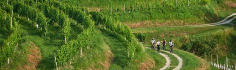 Slowenien · Radfahren in Jeruzalem Prlekija