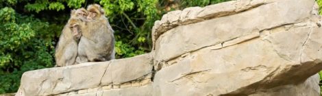 Tiergarten Schönbrunn | Berberaffen
