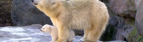 Tiergarten Schönbrunn · Eisbären Mädchen Finja