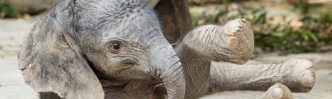 Tiergarten Schönbrunn – neues Elefantenbaby