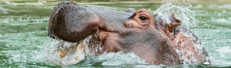 Tiergarten Schönbrunn – neues Flusspferd-Becken