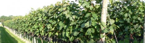 Weinherbst Niederösterreich – vinophiler Veranstaltungsreigen