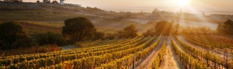 Regionales Weinkomitee Weinviertel | Weingärten Retzer Land